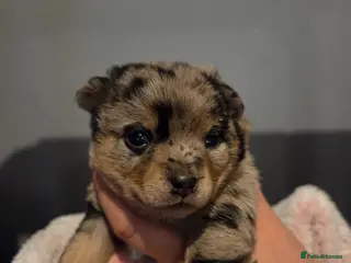 Mixed Breed dogs 4 Beautiful Pomchi x Ready to Reserve - Advert 1