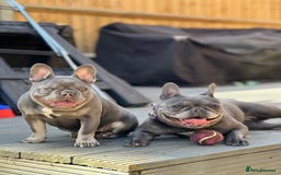 French Bulldog dogs for sale: 12 month old bitch - Image 2