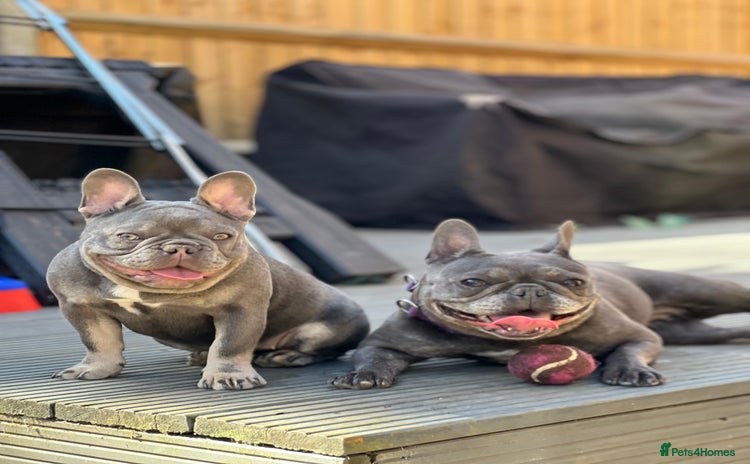 French Bulldog dogs - Advert 15