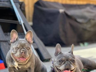 French Bulldog dogs - Advert 28