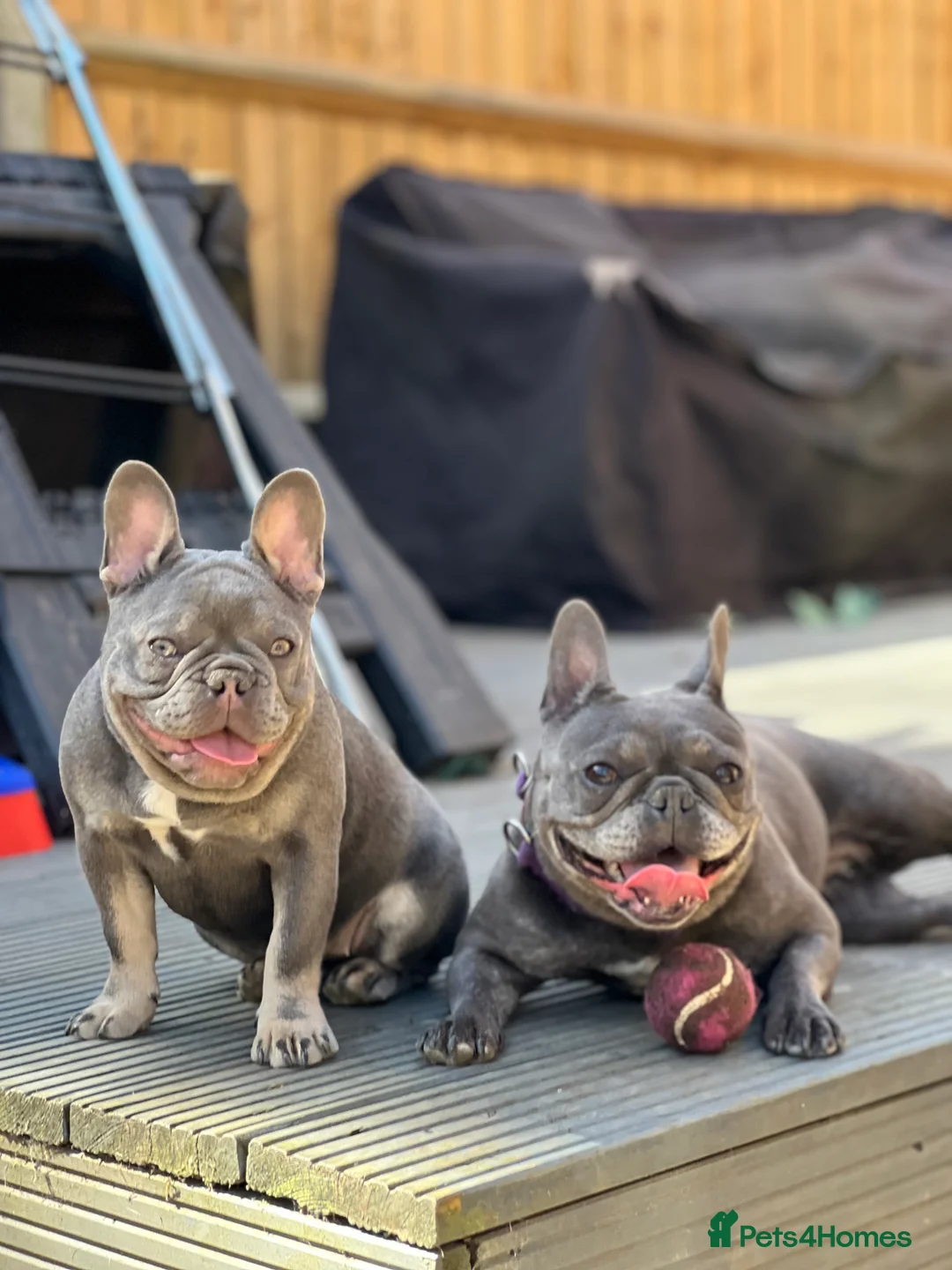 French Bulldog dogs for sale: 18 month bitch kc - Advert 2