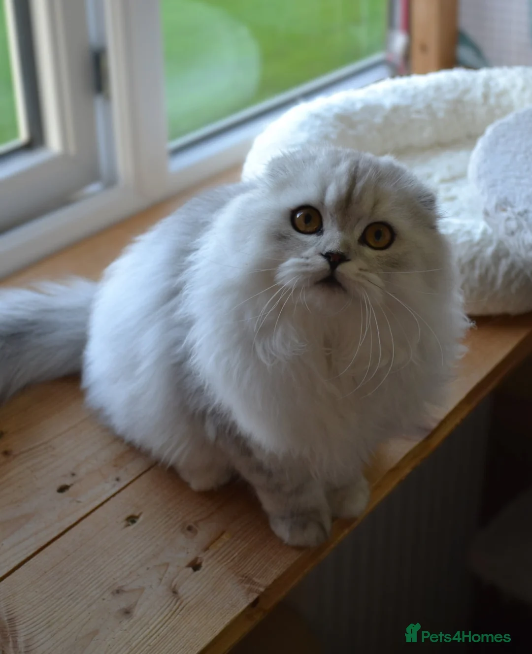 Scottish Fold cats for sale: Scottish fold kittens ❤️ - Advert 13
