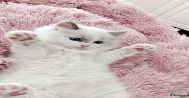 Ragdoll cats - Advert 7