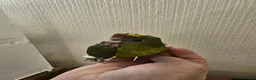 Mixed Breed birds for sale: Tame Kakariki and cockatiel chicks  - Advert 18