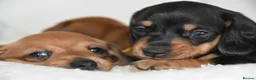 Miniature Dachshund dogs for sale: Beautiful Mini Dachshund Puppies – Home Raised - Advert 35
