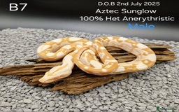 Boa Snake reptiles for sale: 2025 boa morphs - Image 3