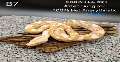 Boa Snake reptiles - Advert 13