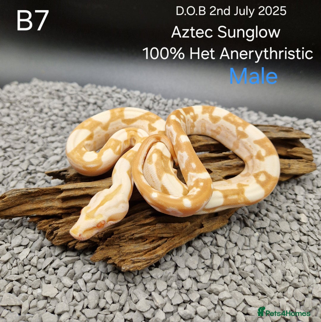 Boa Snake reptiles for sale: 2025 boa morphs - Image 3