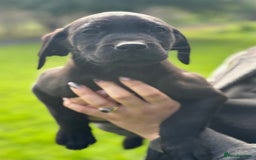 Labrador Retriever dogs for sale: FULLY HEALTH TESTED PARENTS,Smart,Tidy Lab Puppies - Image 3