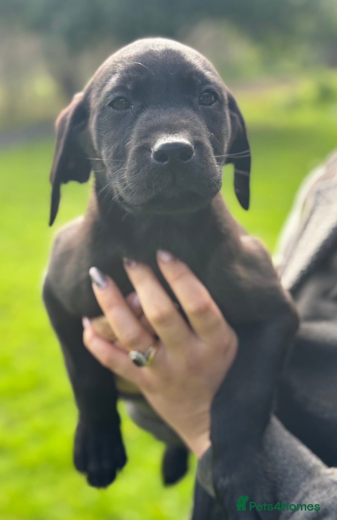 Labrador Retriever dogs for sale: FULLY HEALTH TESTED PARENTS,Smart,Tidy Lab Puppies - Image 3