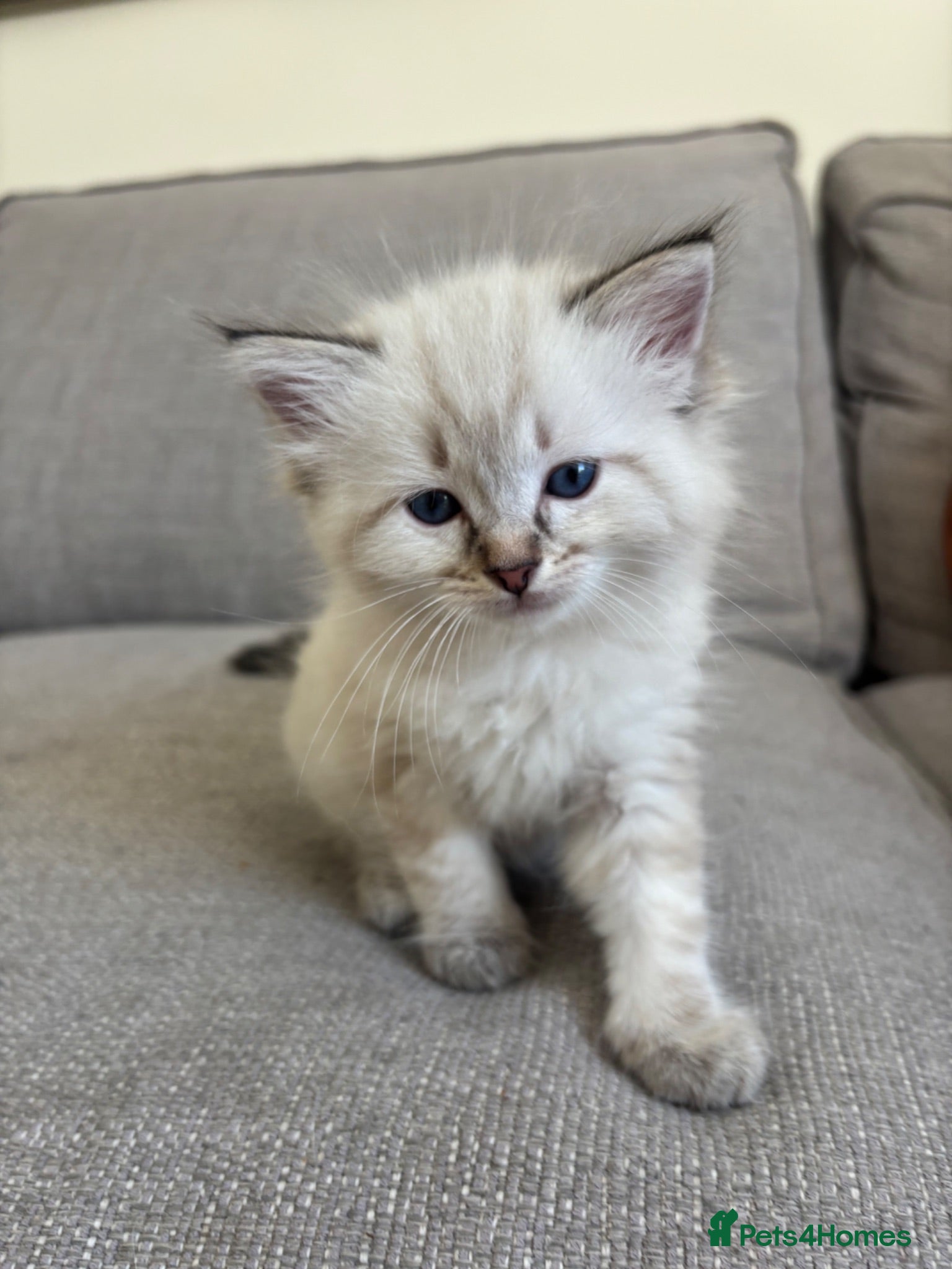 Mixed Breed cats Ragdoll Siberian Neva Masquerade Kittens - Advert 16