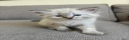 Mixed Breed cats for sale: Ragdoll Siberian Neva Masquerade Kittens - Advert 9