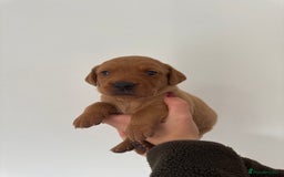 Labrador Retriever dogs for sale: KC Reg Fox Red Labrador Pups from Working Parents - Image 7