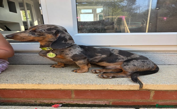 Miniature Dachshund dogs - Advert 7