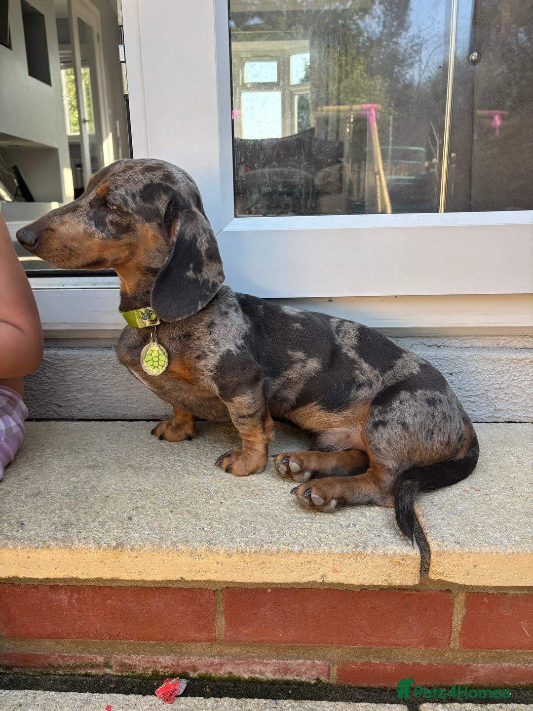 Miniature Dachshund dogs for stud: Miniature dachshund stud dog - Image 1
