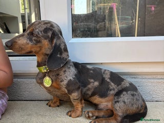 Miniature Dachshund dogs - Advert 27