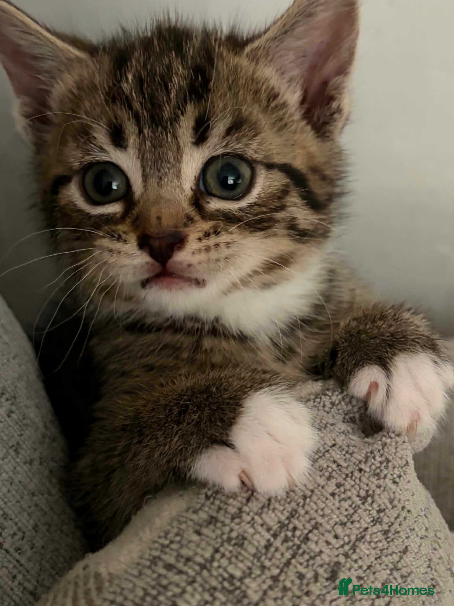 Mixed Breed cats Kittens  - Advert 12
