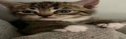 Mixed Breed cats for sale: Kittens  - Advert 1