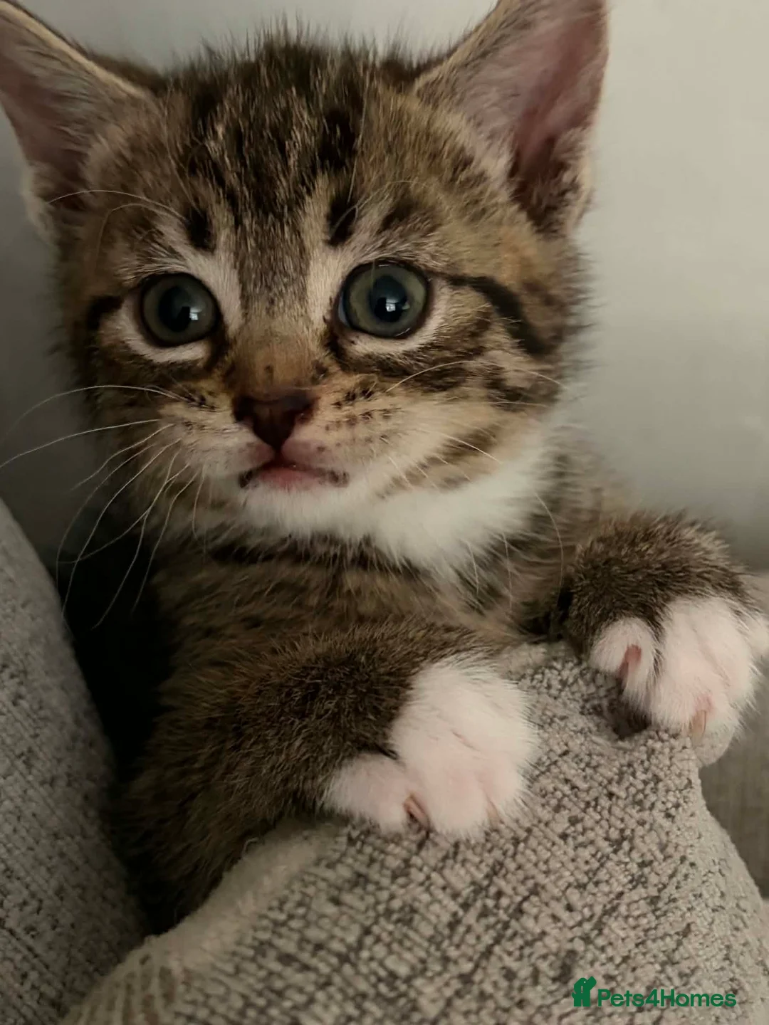 Mixed Breed cats for sale: Kittens  - Advert 1