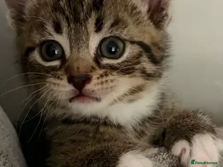 Mixed Breed cats Kittens - Advert 1