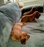 Cocker Spaniel dogs - Advert 3