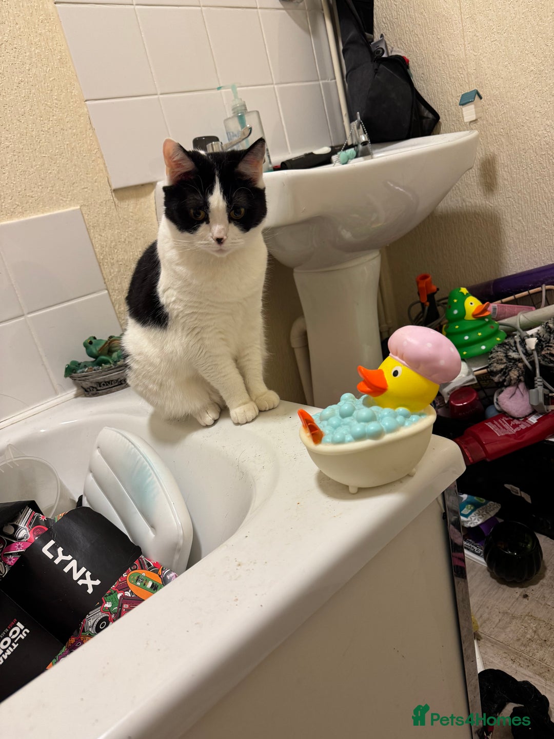 Mixed Breed cats for sale: 2 female cats for sale  - Image 1
