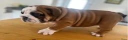 English Bulldog dogs for sale: Beautiful English Bulldog Puppies  in Swindon - Advert 1