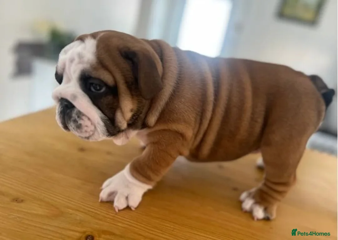 English Bulldog dogs for sale: Beautiful English Bulldog Puppies  in Swindon - Advert 1