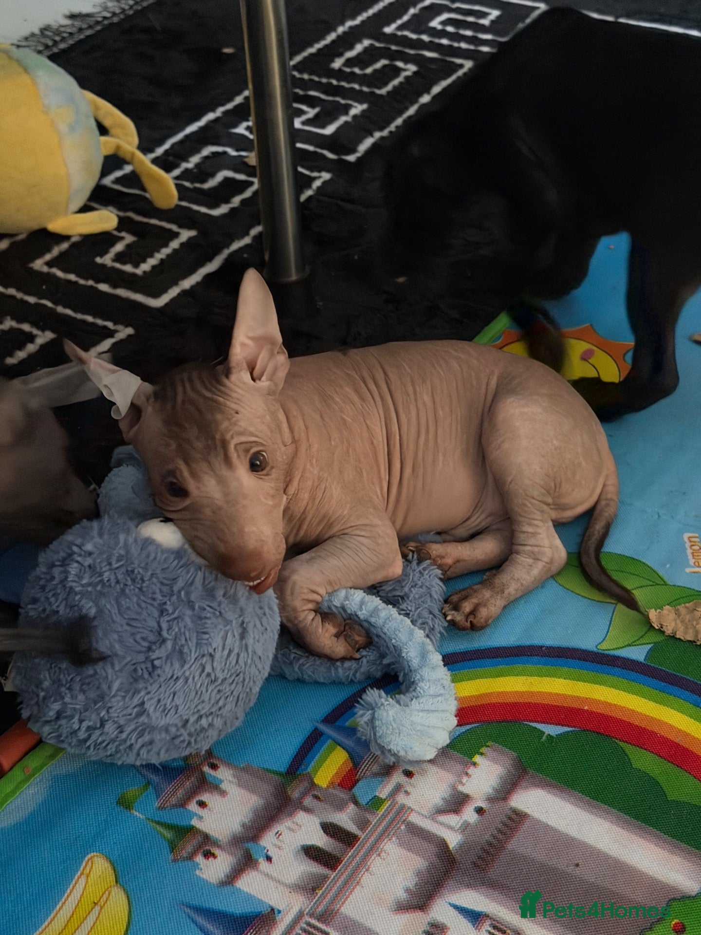 Mexican Hairless dogs for sale: Quality babys - Advert 13