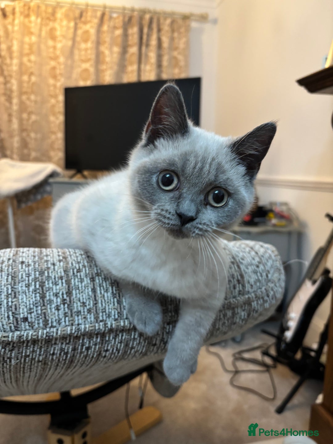 British Shorthair cats for sale: British shorthair Blue colourpoint Girl ready now  - Image 4