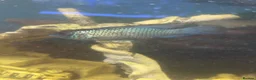 Sharks fish for sale: Tropical fish  in Port Talbot - Advert 15