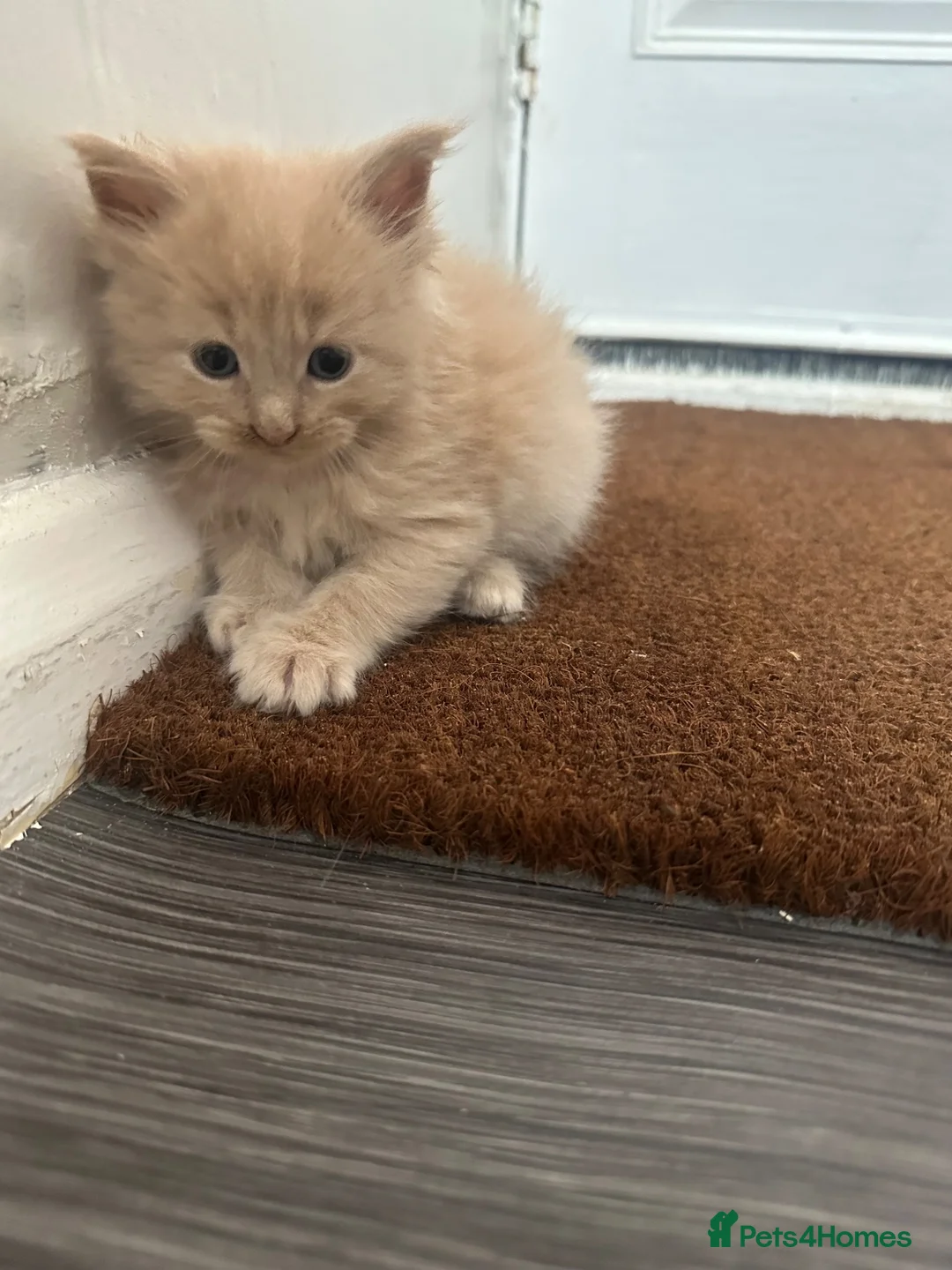 Maine Coon cats for sale: Russian blood line Maine coon litter  - Advert 14