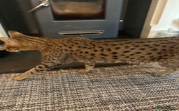 Mixed Breed cats for sale: Savannah F2 Cross - Image 8