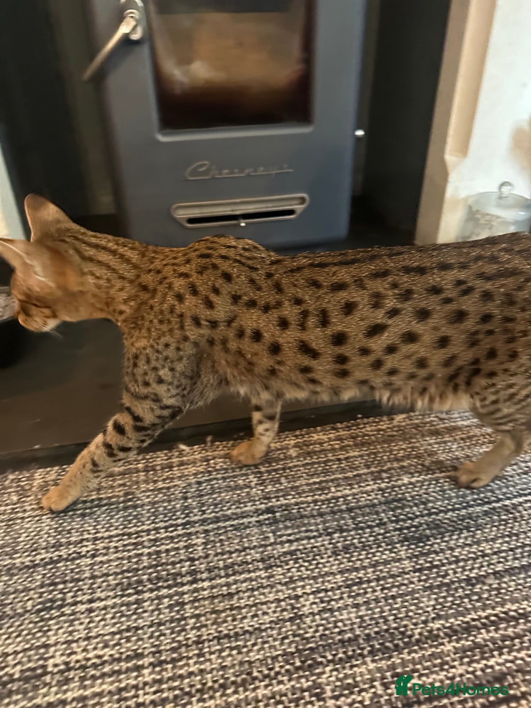 Mixed Breed cats for sale: Savannah F2 Cross - Image 8