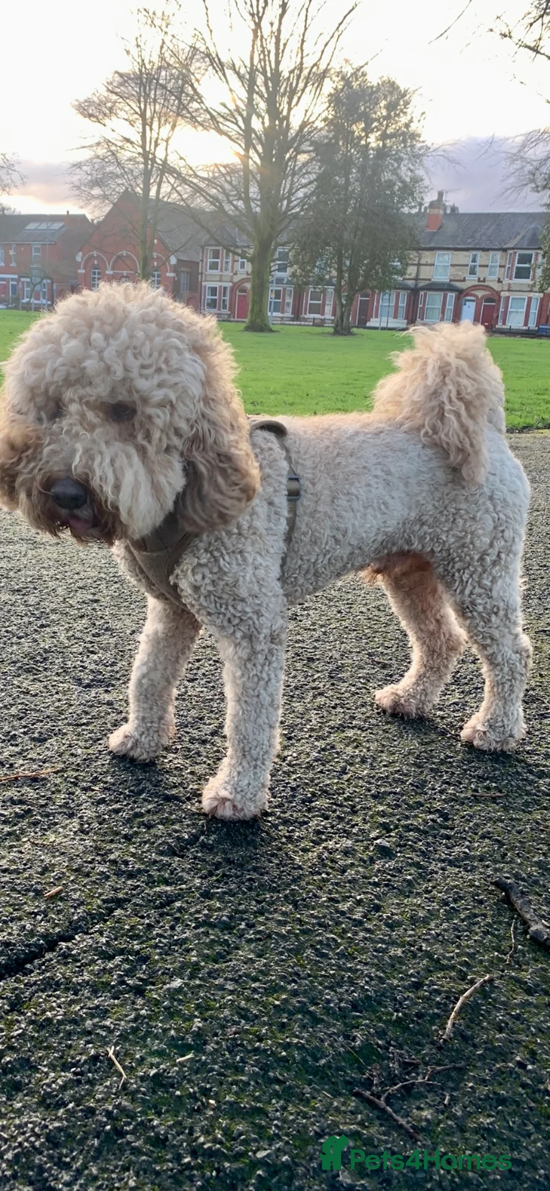 Labradoodle dogs for stud: Proven Extensive DNA health checked Stud in Warrington - Advert 8