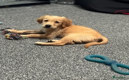 Golden Retriever dogs for sale: Last Stunning Male Pup Health Tested Parents  - Image 31