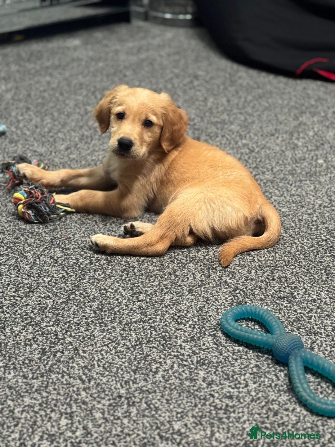 Golden Retriever dogs for sale: Last Stunning Male Pup Health Tested Parents  - Image 31