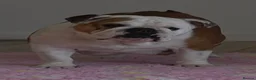 English Bulldog dogs for sale: Bulldog pup in Doncaster - Advert 5