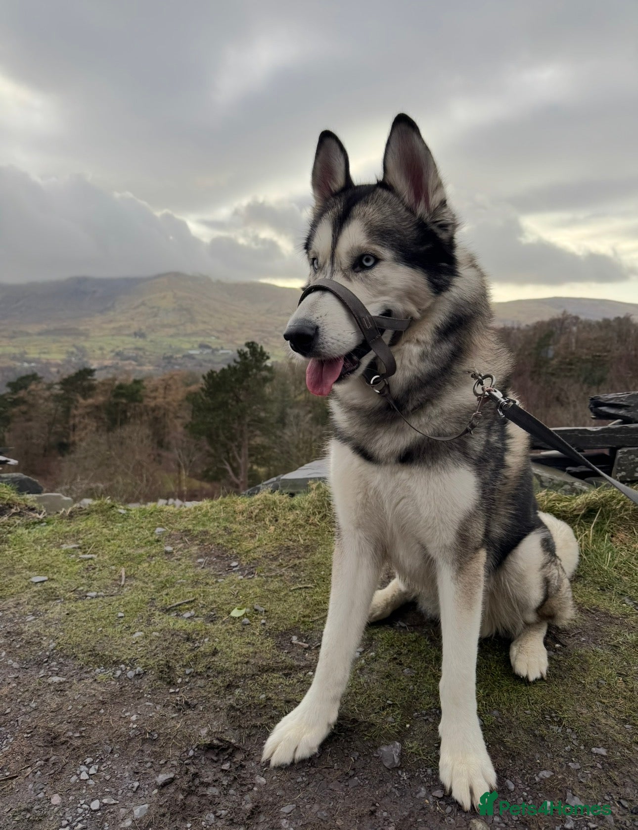 Utonagan dogs Koda (Wolfie) - Advert 4