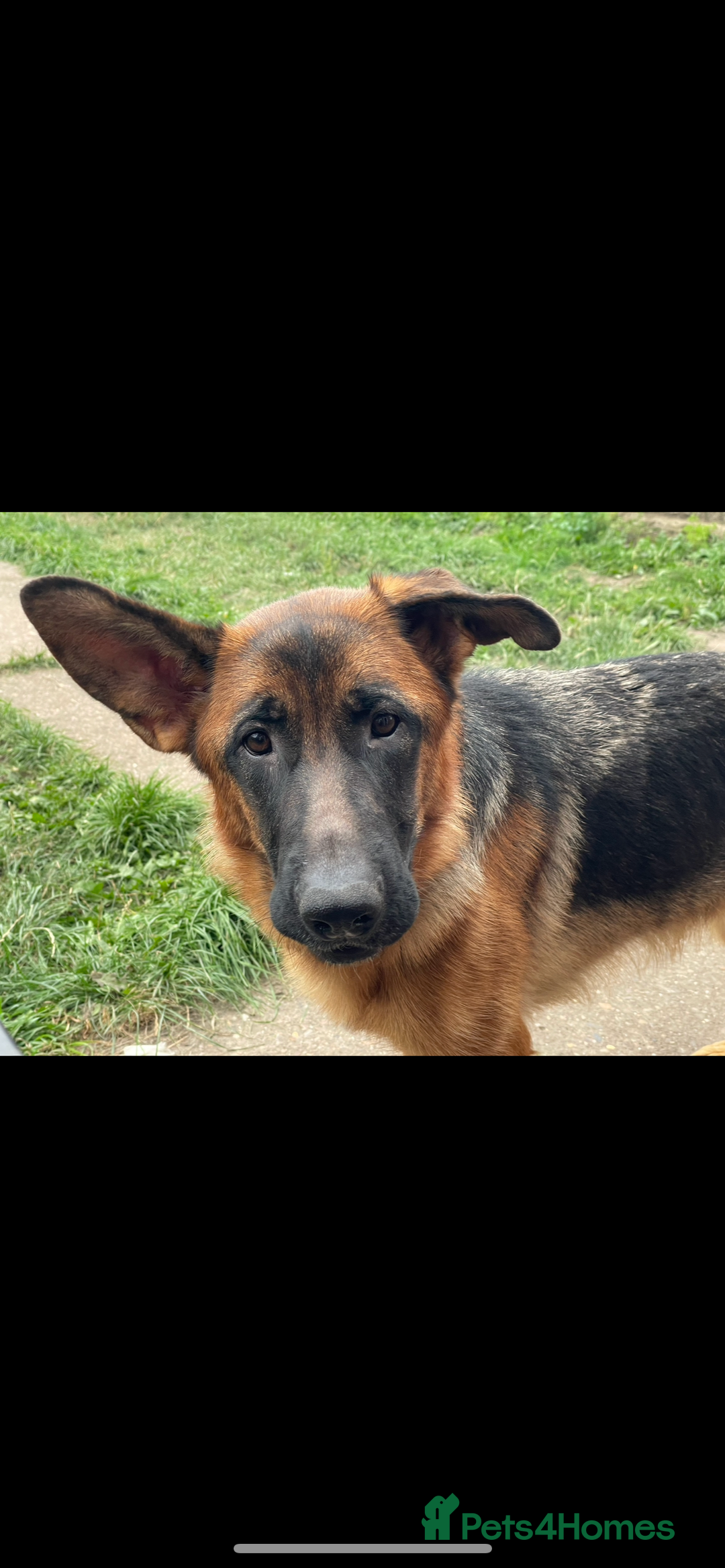 German Shepherd dogs for sale: 1 year old female German shepherd kc  - Advert 1