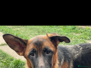 German Shepherd dogs 1 year old female German shepherd kc - Advert 1