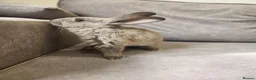 Mixed Breed rabbits for sale: 4 beautiful mixed breed rabbits see Description. - Advert 3