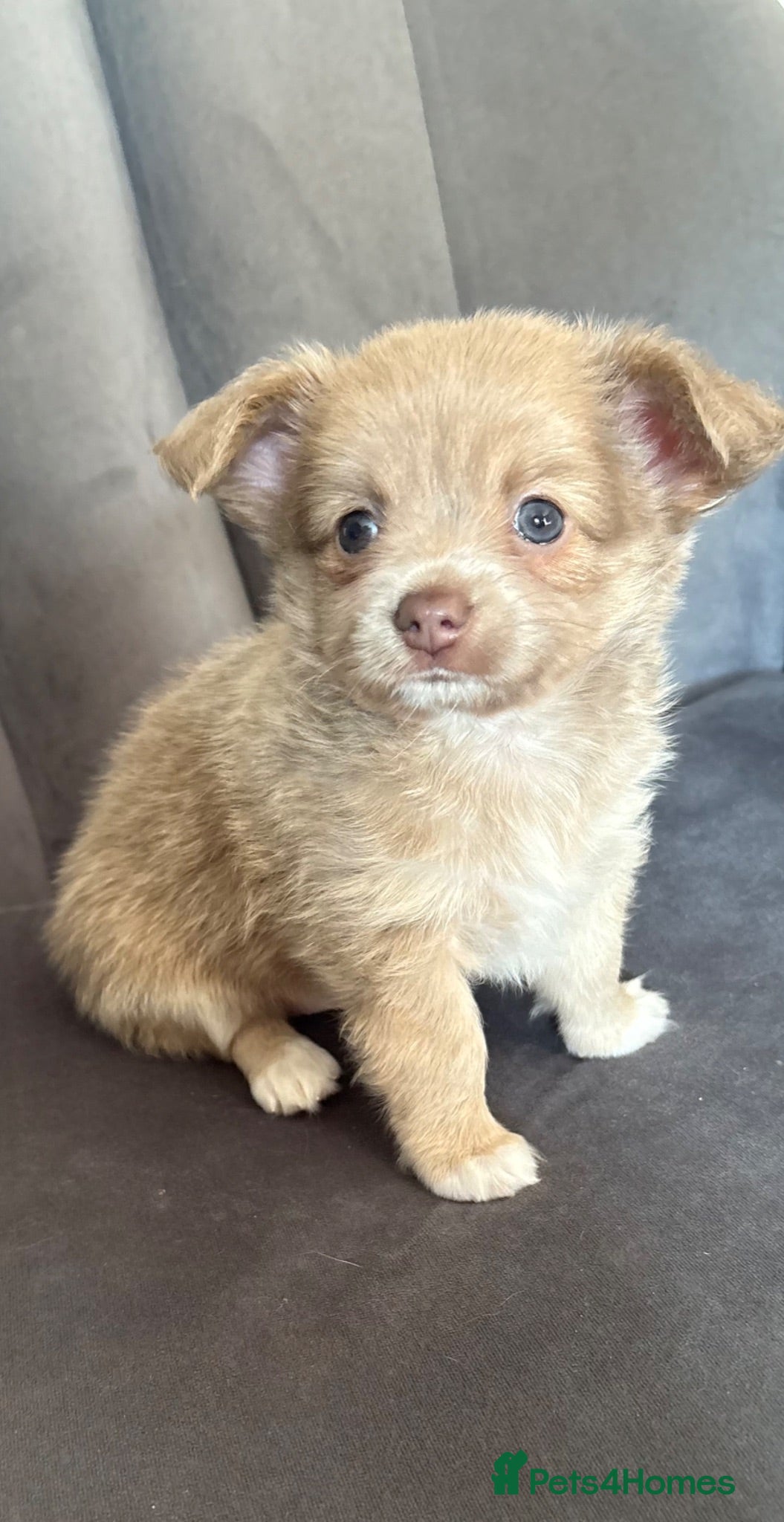 Chihuahua dogs Ready 27/7 stunning long haired chihuahua puppy  - Advert 7