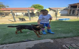 German Shepherd dogs for adoption: RICO  - Image 3