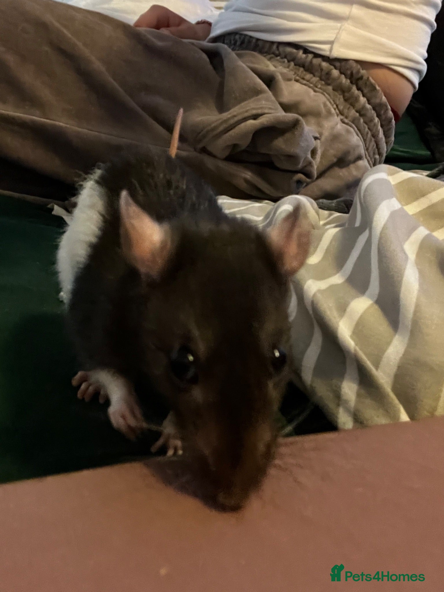 Rat rodents 4 female rats with cage and accessories  - Advert 14
