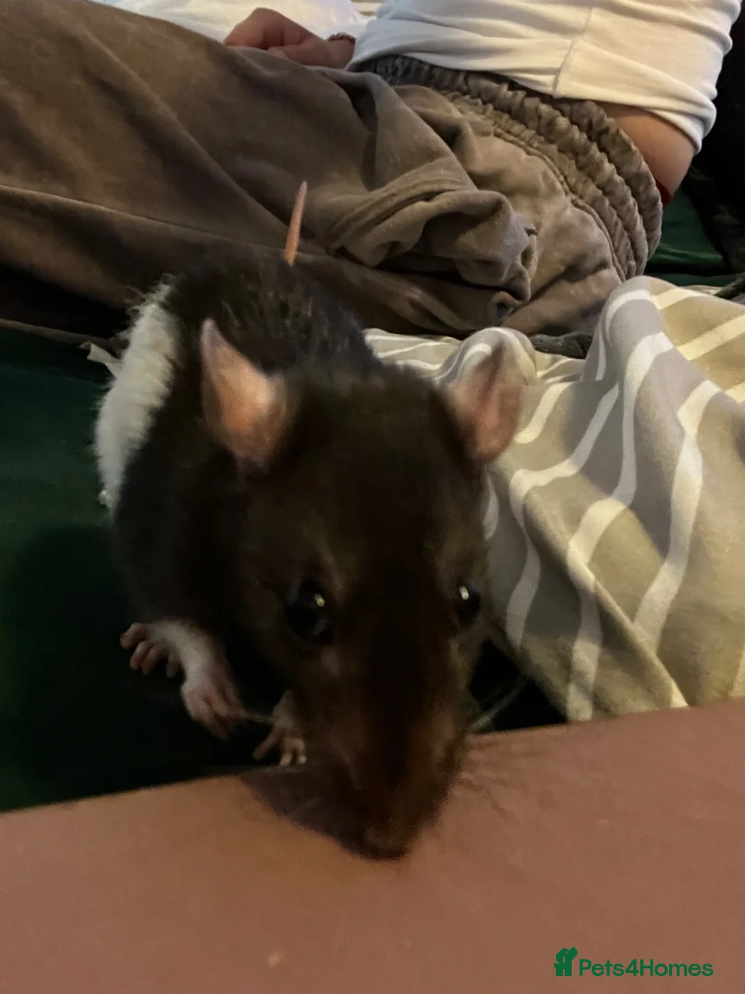 Rat rodents for sale: 4 female rats with cage and accessories  - Advert 1