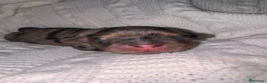Mixed Breed 2
