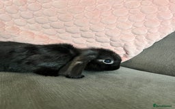 Mini Lop rabbits for sale: Beautiful mini lop rabbits for sale - Image 10