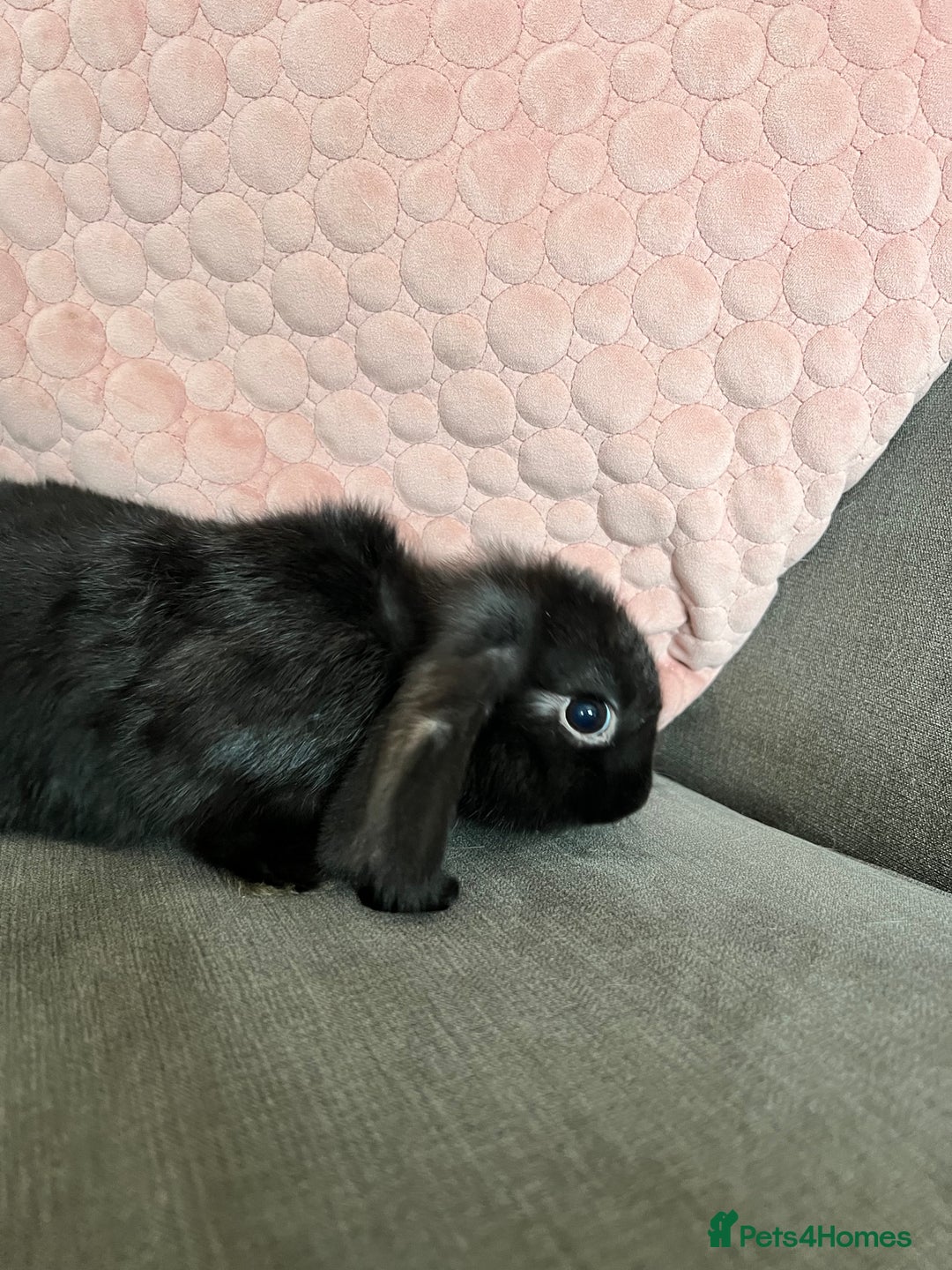 Mini Lop rabbits for sale: Beautiful mini lop rabbits for sale - Image 10