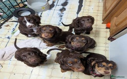 Cocker Spaniel dogs for sale: 3 Girls Looking For Loving Homes - Image 16